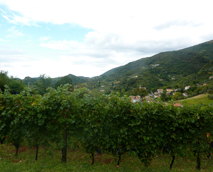vineyards walking tours italy