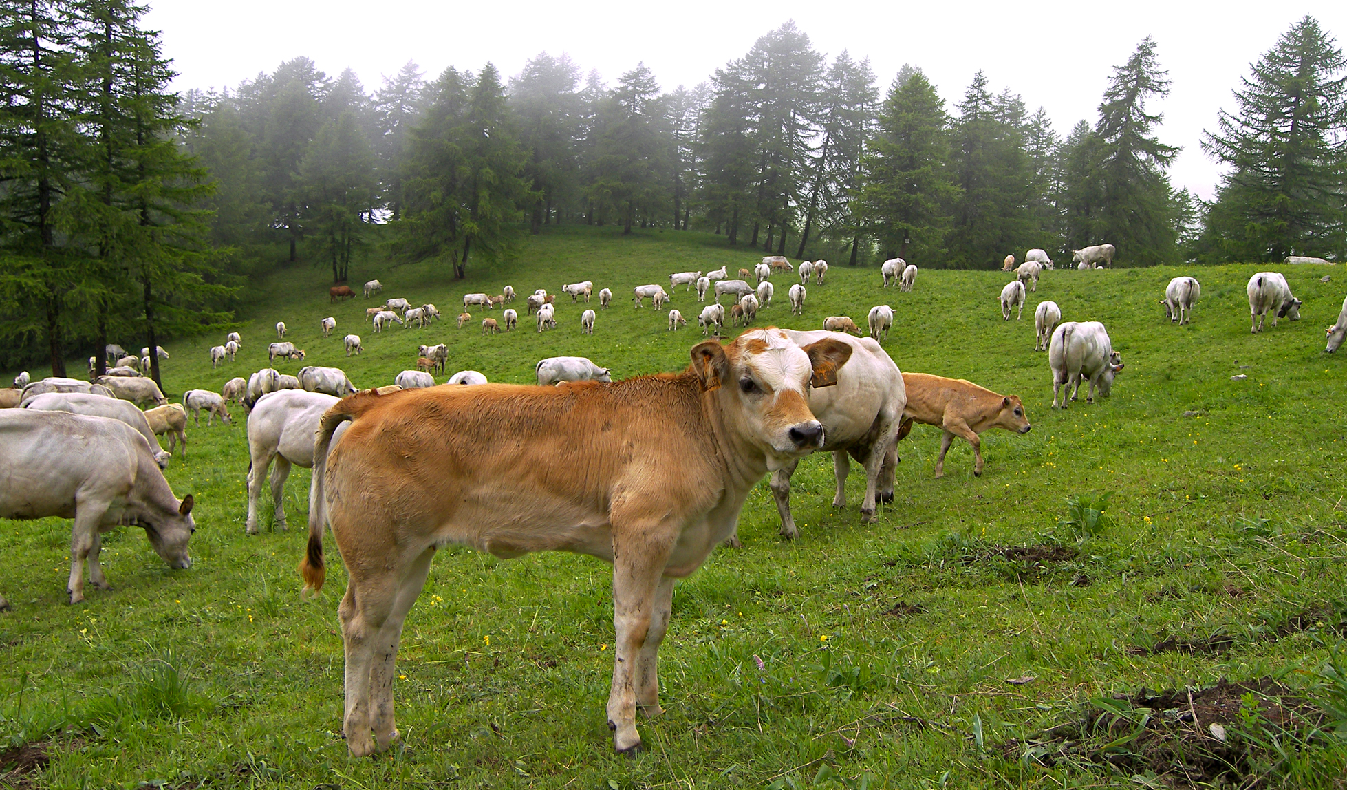 piedmontese-cattle-bike-tours-italy