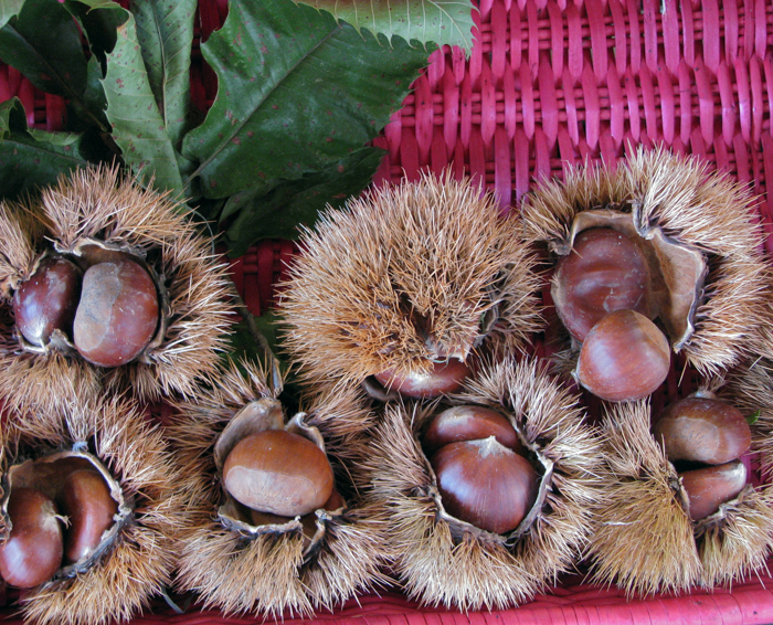 chestnuts italy marroni regional food tours