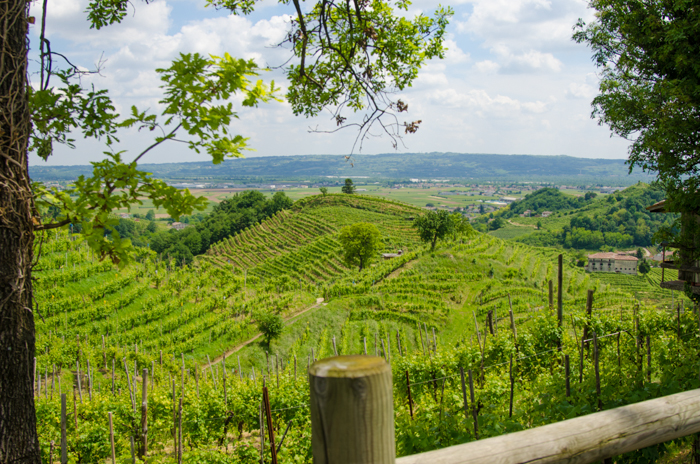 prosecco vineyards bike tour