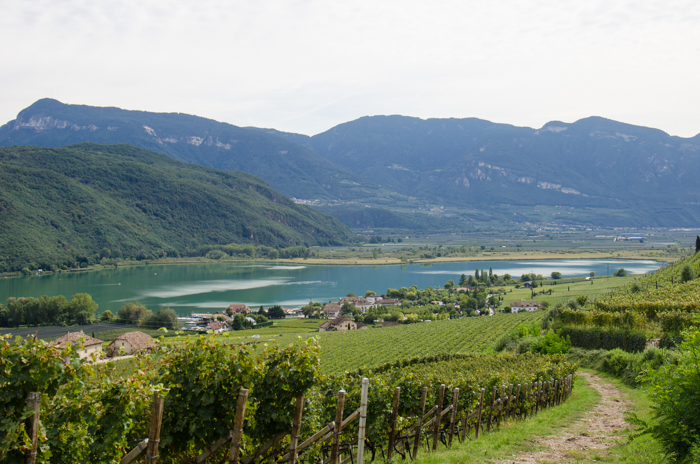 alto-adige-vineyard-wine-tours-italy