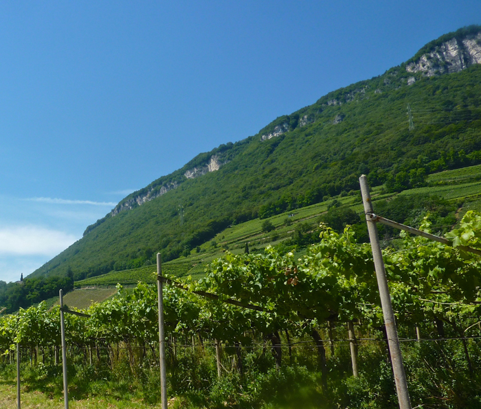 teroldego vineyards wine tours italy bike walking ski