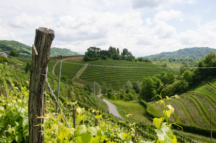 prosecco vineyards wine cycling tours italy