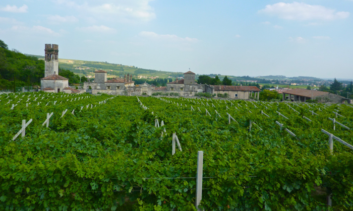vineyards valpolicella private cycling tours italy