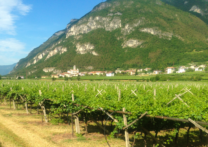 vineyards trentino private walking tours italy