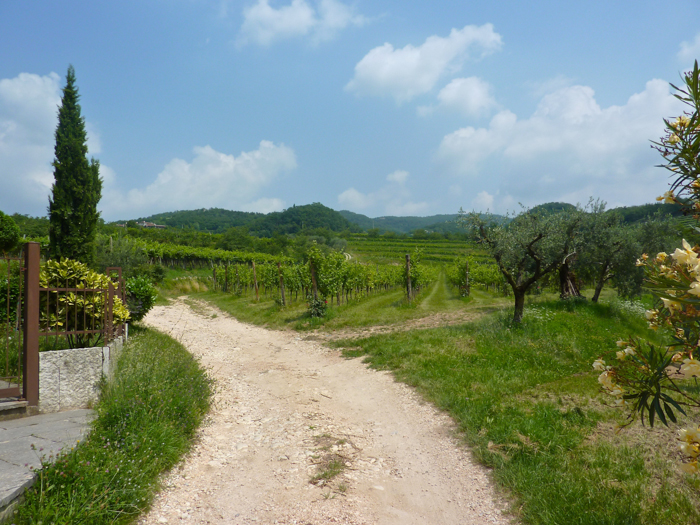 novaia winery private cycling tours italy