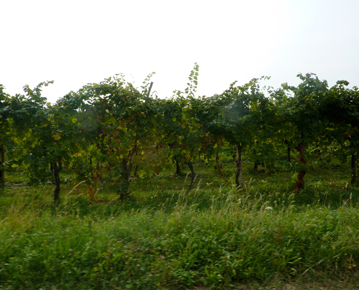 vineyards piave wine tours italy