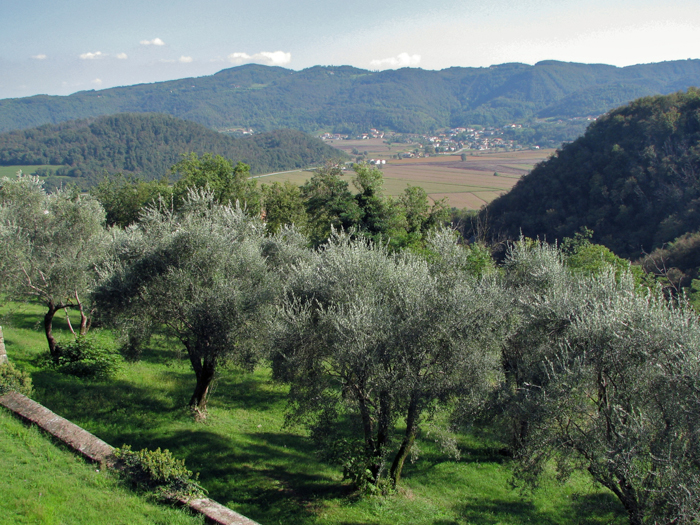 olive orchards umbria cycling tours