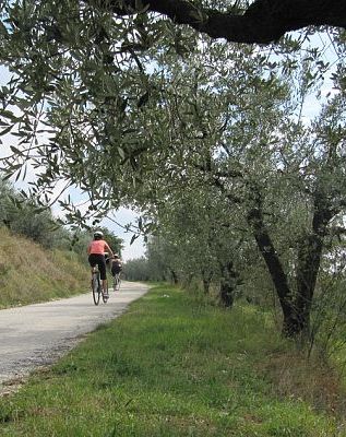 olive orchard bike ride private tours umbria