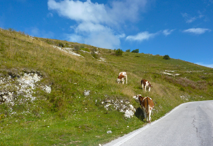 cows grazing regional foods culinary tours italy