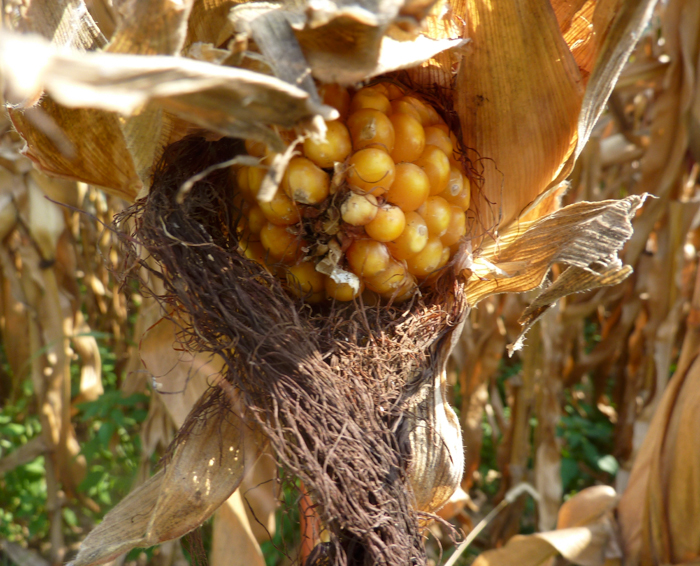 polenta regional foods veneto tours