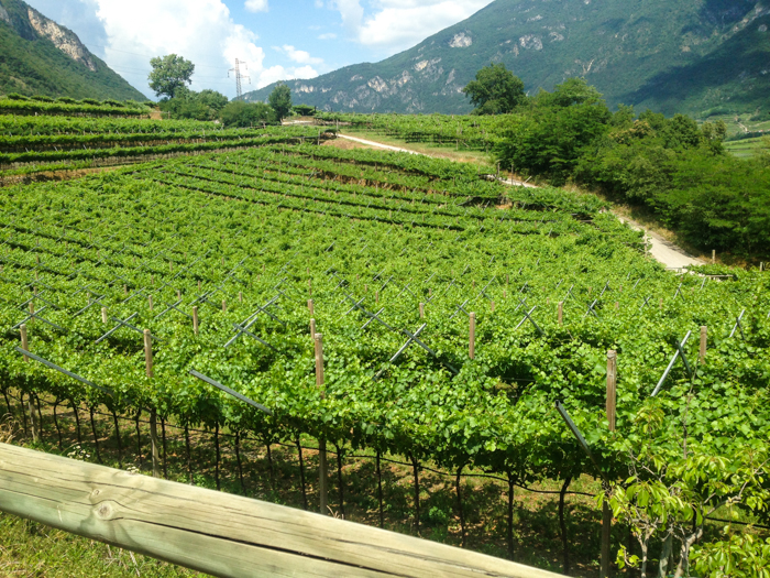 bke tour sudtirol vineyards