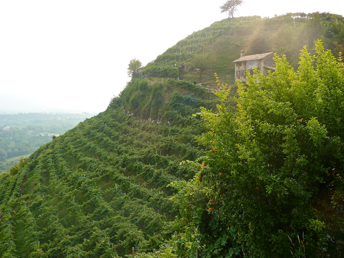 vineyards prosecco italy