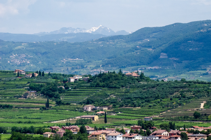 vineyards amarone italy