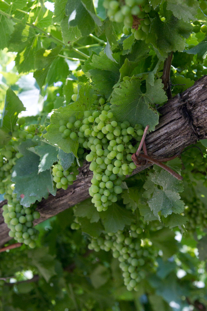 white grapes wine italy