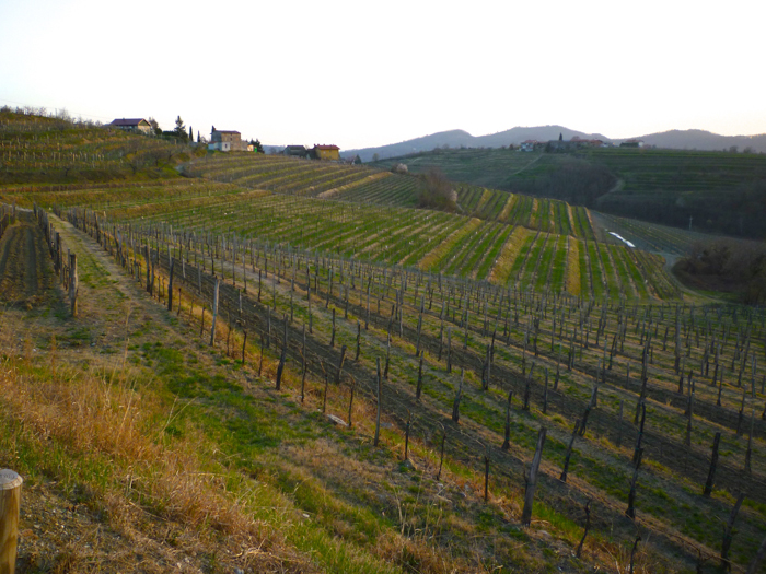 friuli vineyards bike wine tours italy