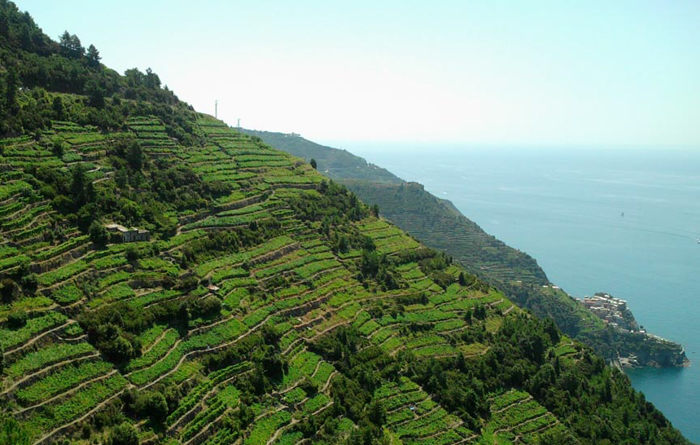 vineyards-liguria-walking-tours-italy