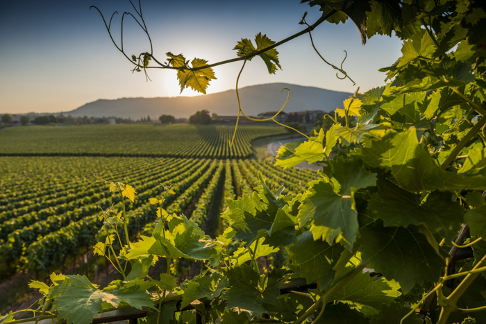 franciacorta wine region lombardia