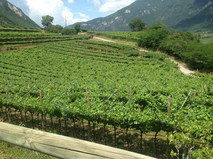 vineyard bike path trentino alto adige