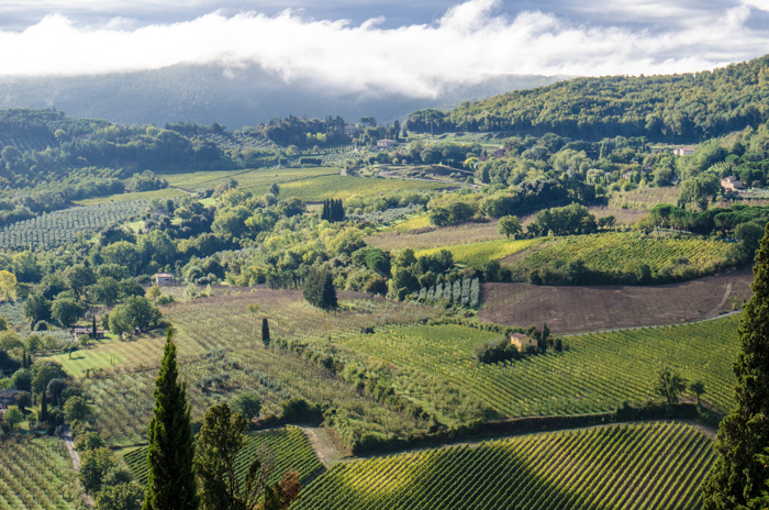 vineyards montepulciano tuscany custom tours