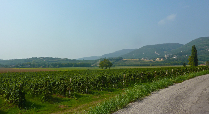 vicenza vineyards private walking tours italy