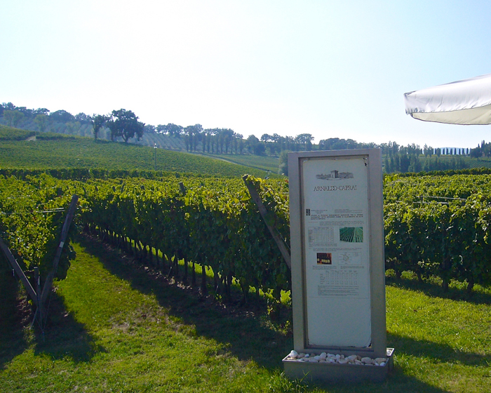 vineyards caprai umbria private tours bike walk