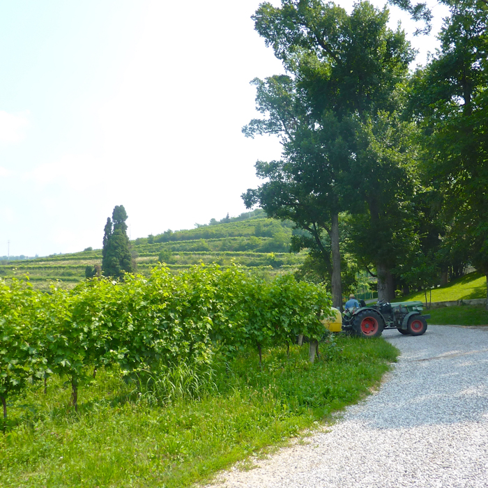 vineyards brigaldara private tours italy walk bike