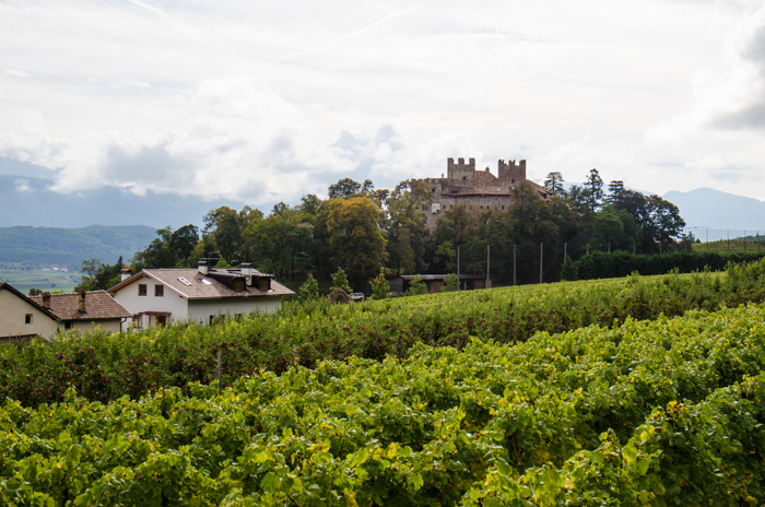 trentino vineyards private bike tours italy